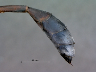 Ammophila_bechuana_SAM_HYM_A009313_female_abdomen
