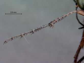 Ammophila_bechuana_SAM_HYM_A009313_female_front_leg