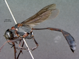 Ammophila_bechuana_SAM_HYM_A009313_female_habitus_lateral