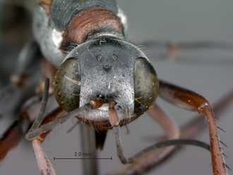 Ammophila_bechuana_SAM_HYM_A009313_female_head_frontal