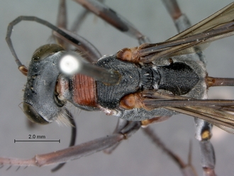 Ammophila_bechuana_SAM_HYM_A009313_female_head_mesosoma_dorsal