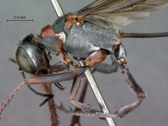 Ammophila_bechuana_SAM_HYM_A009313_female_head_mesosoma_lateral