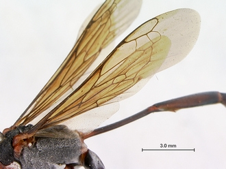 Ammophila_bechuana_SAM_HYM_A009313_female_wings