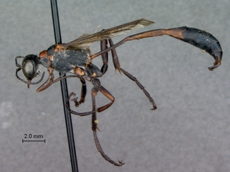 Ammophila_bechuana_SAM_HYM_A009315_male_habitus_lateral