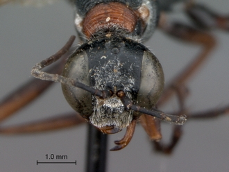 Ammophila_bechuana_SAM_HYM_A009315_male_head_frontal