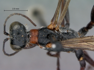 Ammophila_bechuana_SAM_HYM_A009315_male_head_mesosoma_dorsal