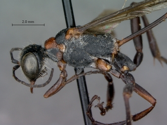 Ammophila_bechuana_SAM_HYM_A009315_male_head_mesosoma_lateral