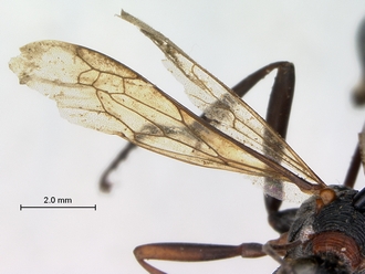 Ammophila_bechuana_SAM_HYM_A009315_male_wings