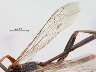Ammophila_bonaespei_SAM_HYM_A013921_female_wings