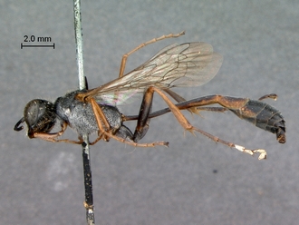 Ammophila_bonaespei_SAM_HYM_A013924_male_habitus_lateral