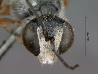Ammophila_bonaespei_SAM_HYM_A013924_male_head_frontal