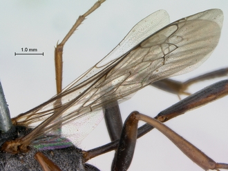 Ammophila_bonaespei_SAM_HYM_A013924_male_wings