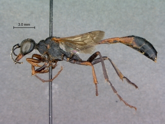 Ammophila_braunsi_SAM_HYM_A009424_female_habitus_lateral