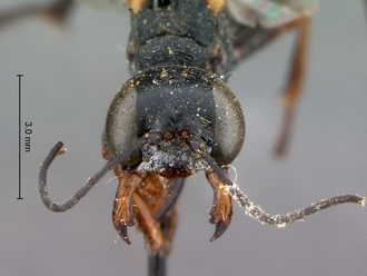 Ammophila_braunsi_SAM_HYM_A009424_female_head_frontal