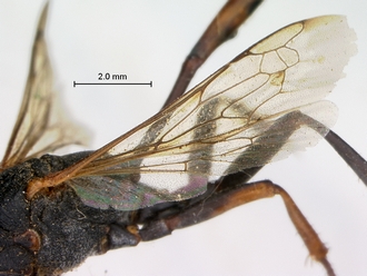 Ammophila_braunsi_SAM_HYM_A009424_female_wings