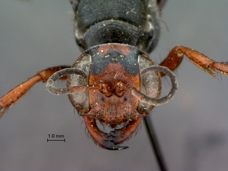 images/Ammophila_calva_SAM_HYM_A009429_female_head_frontal_330.jpg