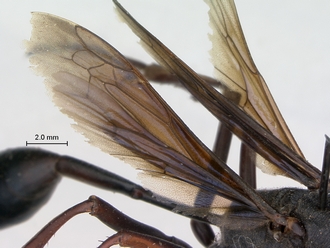 images/Ammophila_calva_SAM_HYM_A009429_female_wings_330.jpg