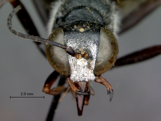 images/Ammophila_calva_SAM_HYM_A009430_male_head_frontal_330.jpg
