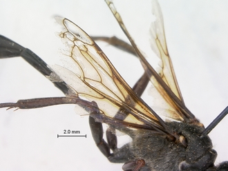 images/Ammophila_calva_SAM_HYM_A009430_male_wings_330.jpg