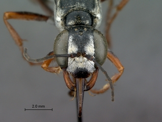 images/Ammophila_dolichocephala_SAM_HYM_A009467_female_head_frontal_330.jpg