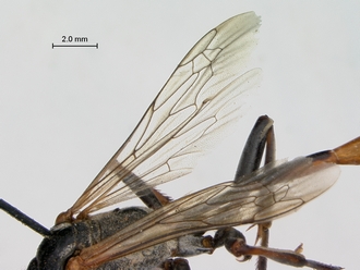 images/Ammophila_dolichocephala_SAM_HYM_A009467_female_wings_330.jpg