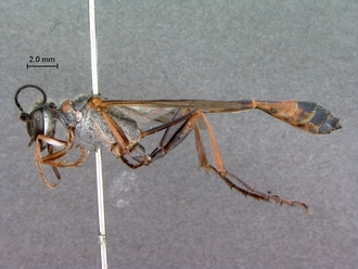 Ammophila_ferrugineipes_SAM_HYM_A009534_female_habitus_lateral