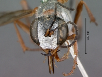 Ammophila_ferrugineipes_SAM_HYM_A009534_female_head_frontal