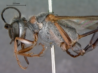 Ammophila_ferrugineipes_SAM_HYM_A009534_female_head_mesosoma_lateral