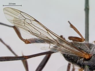 Ammophila_ferrugineipes_SAM_HYM_A009534_female_wings