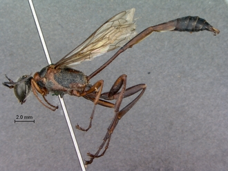 Ammophila_ferrugineipes_SAM_HYM_A009535_male_habitus_lateral