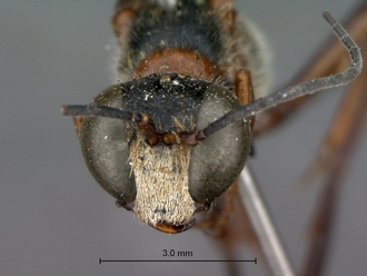 Ammophila_ferrugineipes_SAM_HYM_A009535_male_head_frontal