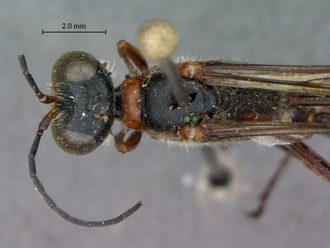 Ammophila_ferrugineipes_SAM_HYM_A009535_male_head_mesosoma_dorsal
