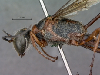 Ammophila_ferrugineipes_SAM_HYM_A009535_male_head_mesosoma_lateral