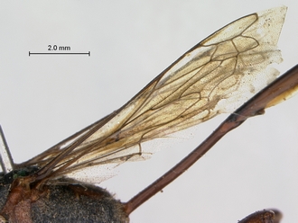 Ammophila_ferrugineipes_SAM_HYM_A009535_male_wings