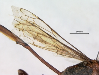 Ammophila_ferrugineipes_SAM_HYM_A009535_male_wings_2
