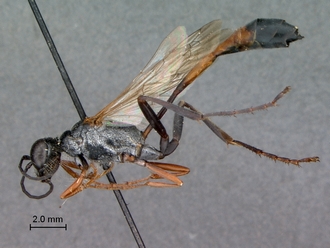 Ammophila_kalaharica_SAM_HYM_A009709_female_habitus_lateral