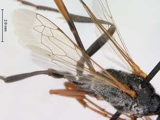 Ammophila_kalaharica_SAM_HYM_A009709_female_wings