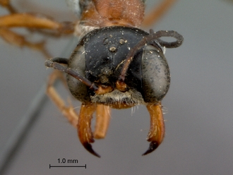 images/Ammophila_laticeps_SAM_HYM_A009713_female_head_frontal_330.jpg