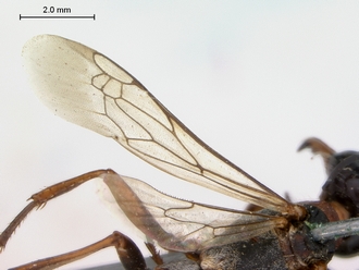 images/Ammophila_laticeps_SAM_HYM_A009713_female_wings_330.jpg