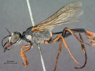 images/Ammophila_peringueyi_SAM_HYM_A009718_habitus_lateral_2_330.jpg