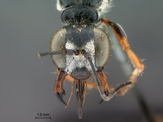 images/Ammophila_peringueyi_SAM_HYM_A009718_head_frontal_330.jpg