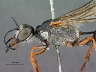 images/Ammophila_peringueyi_SAM_HYM_A009718_head_mesosoma_lateral_330.jpg