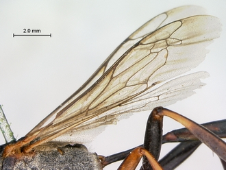 images/Ammophila_peringueyi_SAM_HYM_A009718_wings_330.jpg