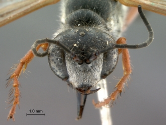 images/Ammophila_punctaticeps_SAM_HYM_A009719_female_head_frontal_330.jpg