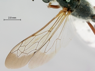 images/Ammophila_punctaticeps_SAM_HYM_A009719_female_wings_330.jpg
