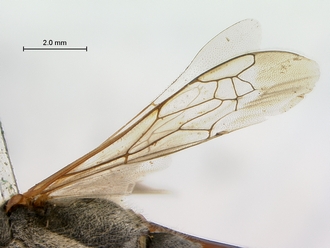 images/Ammophila_punctaticeps_SAM_HYM_A009719_male_wings_330.jpg