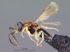 Ceraphronoidea