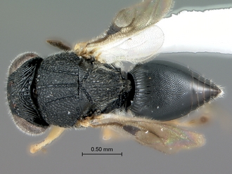 Dendrocerus_sp_habitus_dorsal