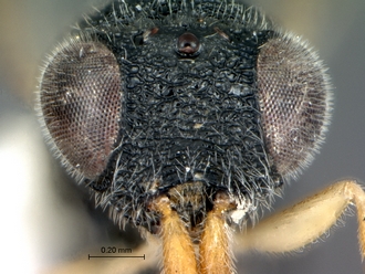 Dendrocerus_sp_head_frontal
