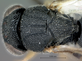 Dendrocerus_sp_head_mesosoma_dorsal